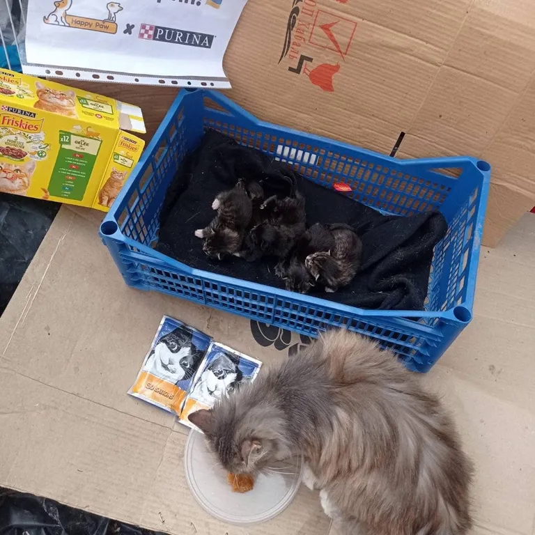 Об'єднані бажанням допомагати: як Purina®, Happy Paw та Нова пошта підтримують тварин